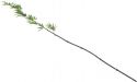 Europalms Bamboo tube with leaves, 180cm, sixpack Europalms Bamboo tube with leaves, 180cm, sixpack