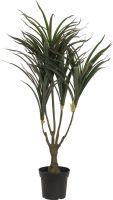 Europalms Dracena, green-red, 90cm Europalms Dracena, green-red, 90cm
