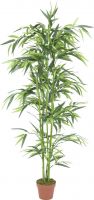 Europalms Bamboo, 150cm Europalms Bamboo, 150cm