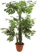 Europalms Fishtail bush, 295cm Europalms Fishtail bush, 295cm