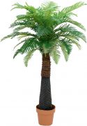 Europalms Canary Date Palm, 150 cm Europalms Canary Date Palm, 150 cm