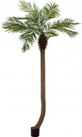 Europalms Phoenix palm tree luxor curved, artificial plant, 240cm