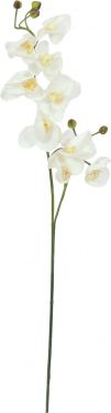 Europalms Orchid branch, artificial, cream-white, 100cm