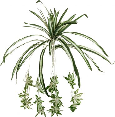 Europalms Spider plant, artificial, 60cm