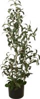Europalms Olive tree, artificial plant, 90 cm