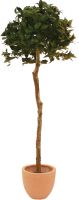 Udsmykning & Dekorationer, Europalms Laurel ball tree, artificial plant, 180cm