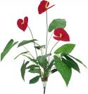 Kunstige planter, Europalms Anthurium, artificial, 70cm