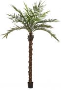 Udsmykning & Dekorationer, Europalms Kentia palm tree deluxe, artificial plant, 300cm
