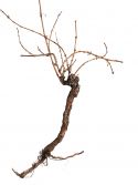 Udsmykning & Dekorationer, Europalms Grapevine 150cm