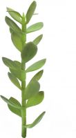Kunstige Blomster, Europalms Money tree shoot, artificial plant, 30cm