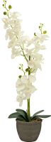 Udsmykning & Dekorationer, Europalms Orchid, artificial plant, cream, 80cm