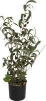 Artificial plants, Europalms Olive tree, artificial plant, 68 cm