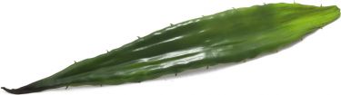 Europalms Aloe leaf (EVA), artificial, green, 60cm