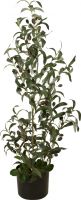 Udsmykning & Dekorationer, Europalms Olive tree, artificial plant, 90 cm
