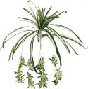 Udsmykning & Dekorationer, Europalms Spider plant, artificial, 60cm