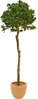 Decor & Decorations, Europalms Laurel ball tree, artificial plant, 180cm