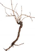 Udsmykning & Dekorationer, Europalms Grapevine 150cm