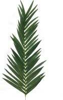 Udsmykning & Dekorationer, Europalms Coconut king palm branch, artificial, 150cm