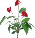 Artificial plants, Europalms Anthurium, artificial, 70cm