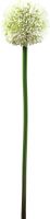 Decor & Decorations, Europalms Allium spray, artificial, cream, 55cm