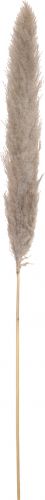 JOLIPA Pampas grass branch, dried, natural, 137cm