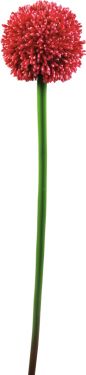 Europalms Allium spray, artificial, red, 55cm