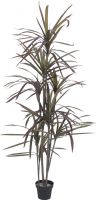 Artificial plants, Europalms Dracaena, green-red, artificial, 180cm