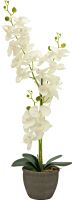 Artificial plants, Europalms Orchid, artificial plant, cream, 80cm