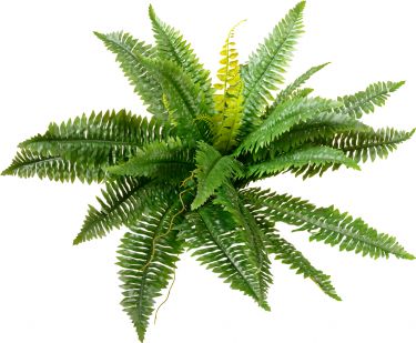 Europalms Boston Fern, artificial plant,53cm