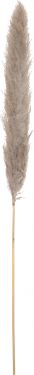 JOLIPA Pampas grass branch, dried, natural, 137cm