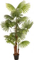 Diverse, Europalms Fan palm, artificial plant, 165cm