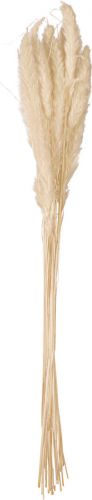 JOLIPA Pampas Grass Straw Bunch, dried, natur, 75cm