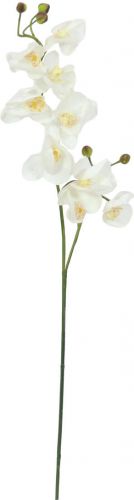 Europalms Orchid branch, artificial, cream-white, 100cm