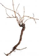 Udsmykning & Dekorationer, Europalms Grapevine 150cm Udsmykning & Dekorationer, Europalms Grapevine 150cm