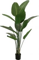 Europalms Strelitzia, artificial plant, 170cm