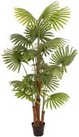 Decor & Decorations, Europalms Fan Palm, artificial plant, 165cm
