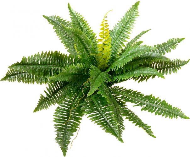 Europalms Boston Fern, artificial plant,53cm