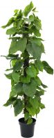 Europalms Pothos Plant, artificial plant, 180cm Europalms Pothos Plant, artificial plant, 180cm