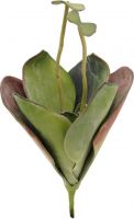 Artificial flowers, Europalms Water Lily (EVA),artificial plant, closed, green, 45cm