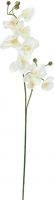 Europalms Orchid branch, artificial, cream-white, 100cm