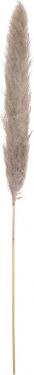 JOLIPA Pampas Grass Branch, dried, natural, 137cm