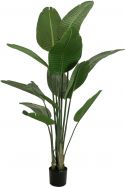 Decor & Decorations, Europalms Strelitzia, artificial plant, 170cm