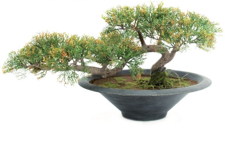 Europalms Pencil Cedar, artificial plant, 40cm