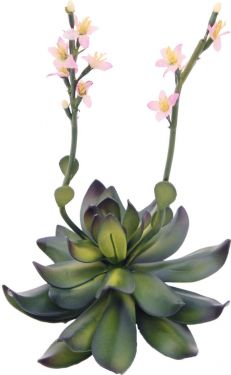 Europalms Houseleeks (EVA), artificial plant, pink, 32cm