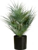 Kunstige planter, Europalms Fan Palm, artificial plant, 55cm