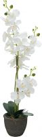 Kunstige planter, Europalms Orchid, artificial plant, white, 80cm