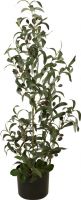 Kunstige planter, Europalms Olive tree, artificial plant, 90 cm