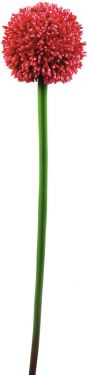 Europalms Allium spray, artificial, red, 55cm
