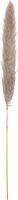 Sortiment, JOLIPA Pampas Grass Branch, dried, natural, 137cm
