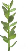 Udsmykning & Dekorationer, Europalms Money tree shoot, artificial plant, 30cm